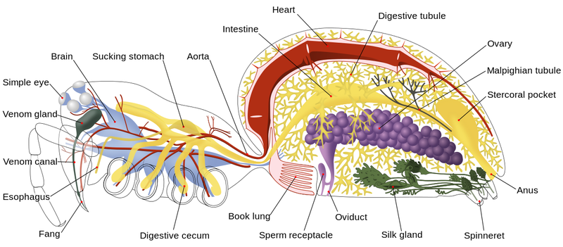 Anatomía de una araña terrestre